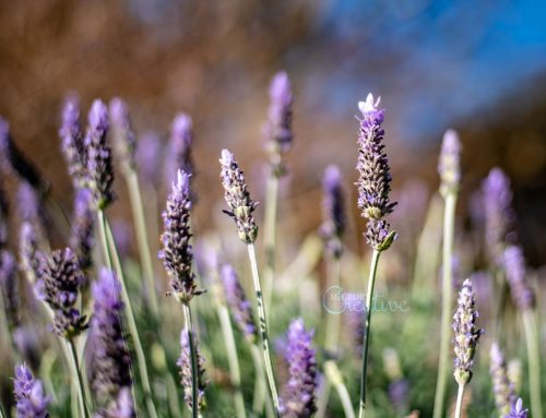 Winter Lavender