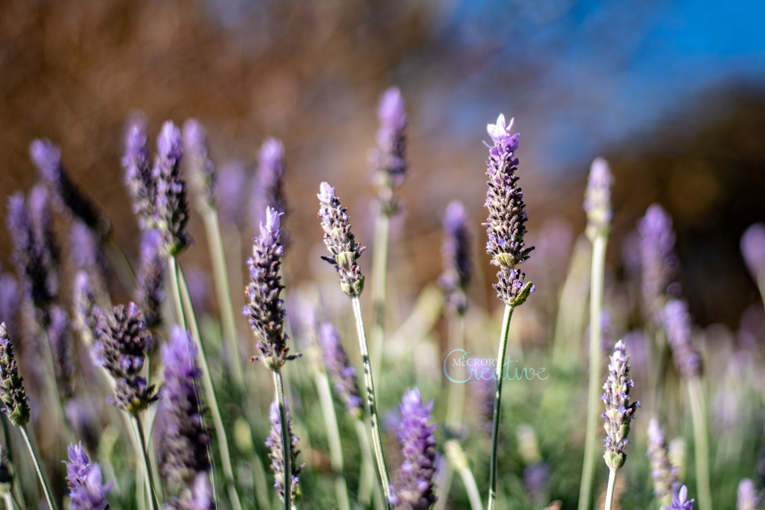 lavender_1500px